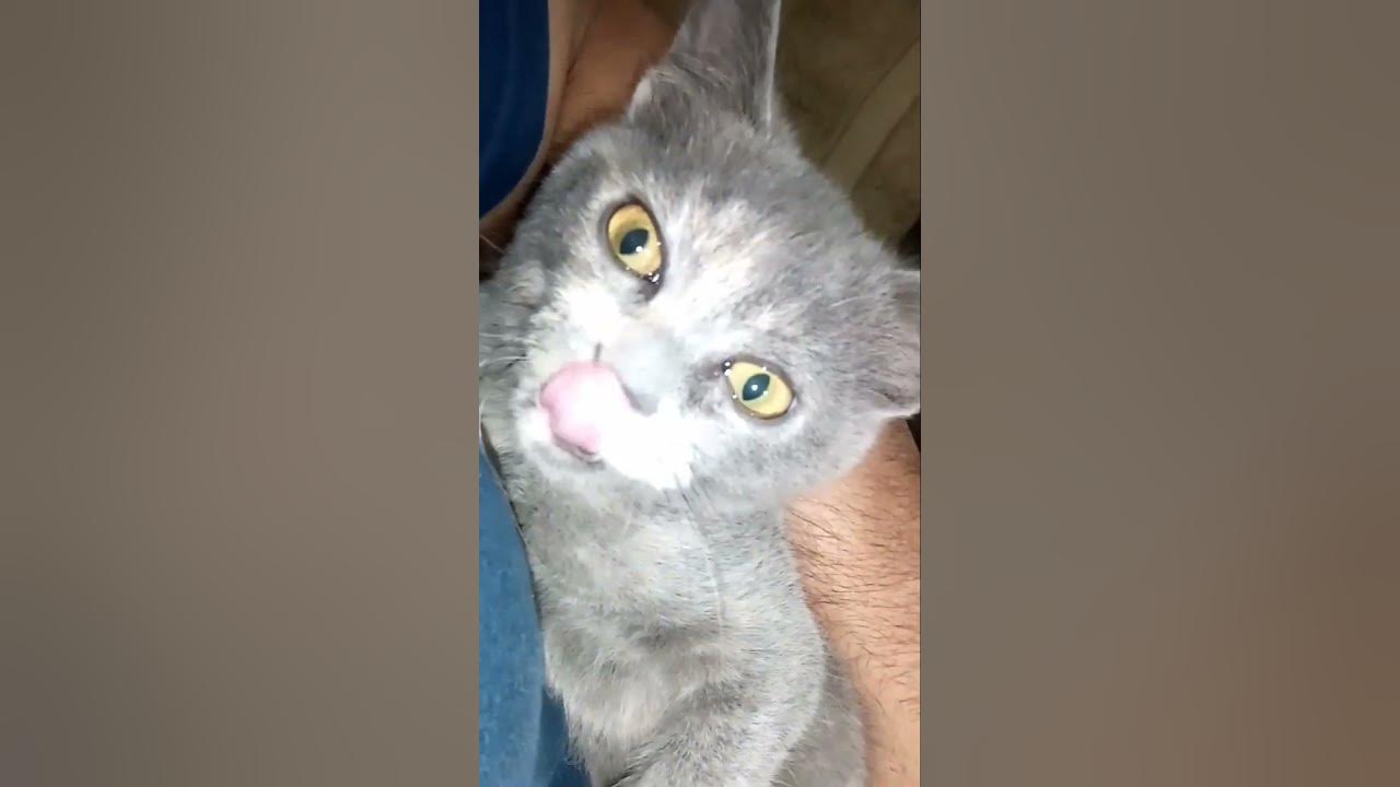 cat act like a child 😂 YouTube