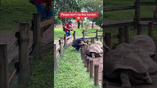Shocking how dumb people actually are! Dont be this tourist please and respect the animals at all ti