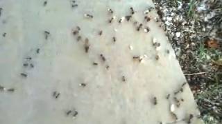 Ants invasion in Batroun