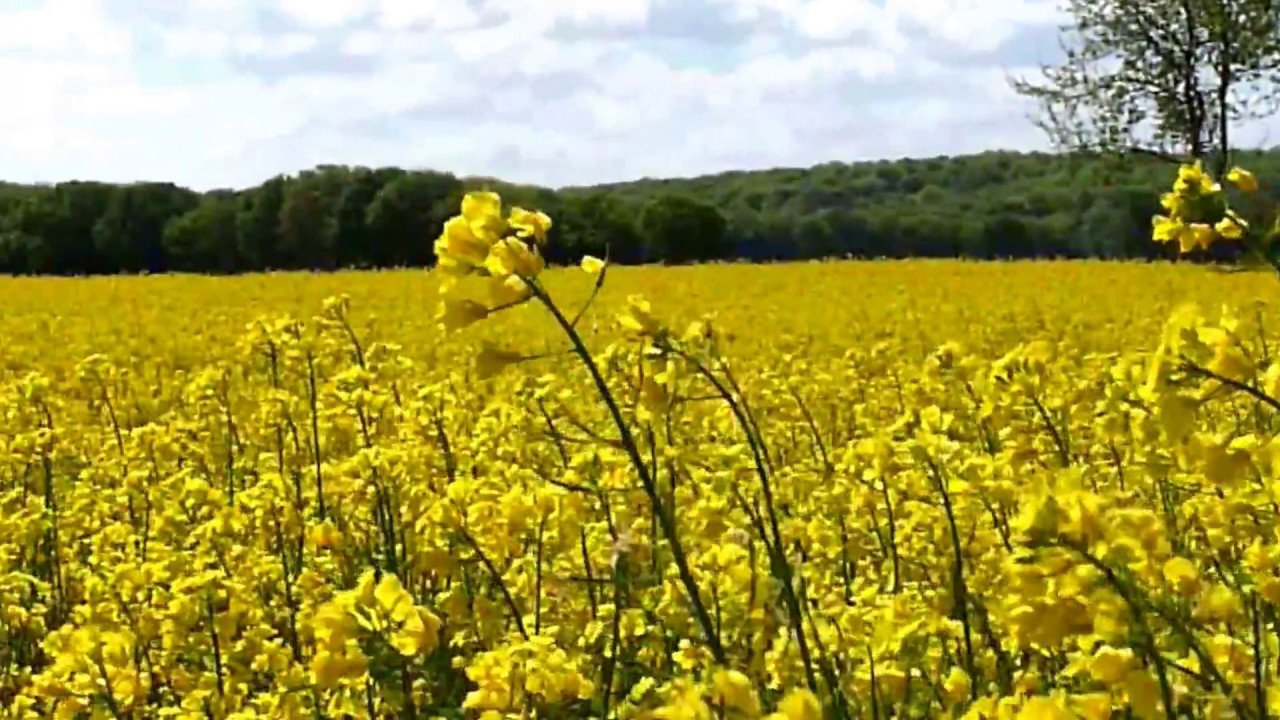 Katrin Giesen - words from your guardian angel