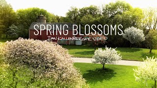 Spring Blossoms May 17, 2023