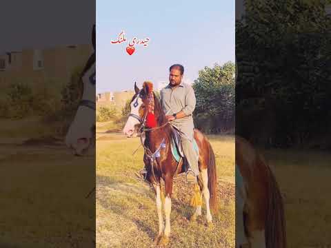 Haidri Malang #horse #nezabaziinpakistan