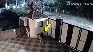 Dog आधी रात भौंक रहा था, CCTV देखा तो होश उड़ गए 😳😯 🐶🐕 | Dog Moments (Part-5)