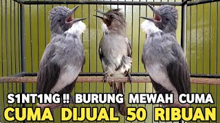 LUXURY BIRDS!!! JERKY-BIRD 20 THOUSAND, KING-BIRD 20 THOUSAND, BRINJI 50 THOUSAND AT THE PRAMUKA ...