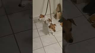 funny dogs ​​jack russell terrier #jack #dog #funnydogs2023 #funnyvideo #shorts