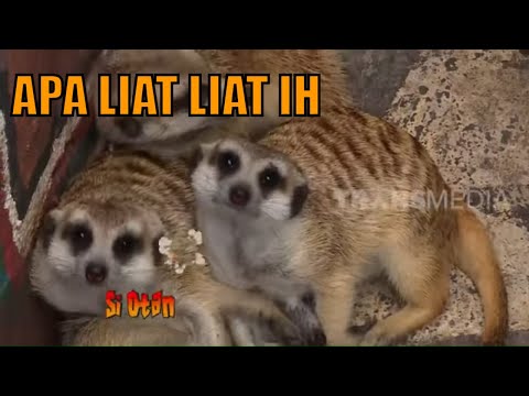 Video: Cara Memelihara Meerkat Di Rumah