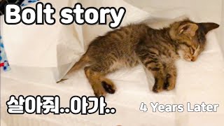 폭염에 미동도 없이 쓰러져있던 새끼고양이 죽은 줄 알았습니다 #bolt #story #4YearsLater