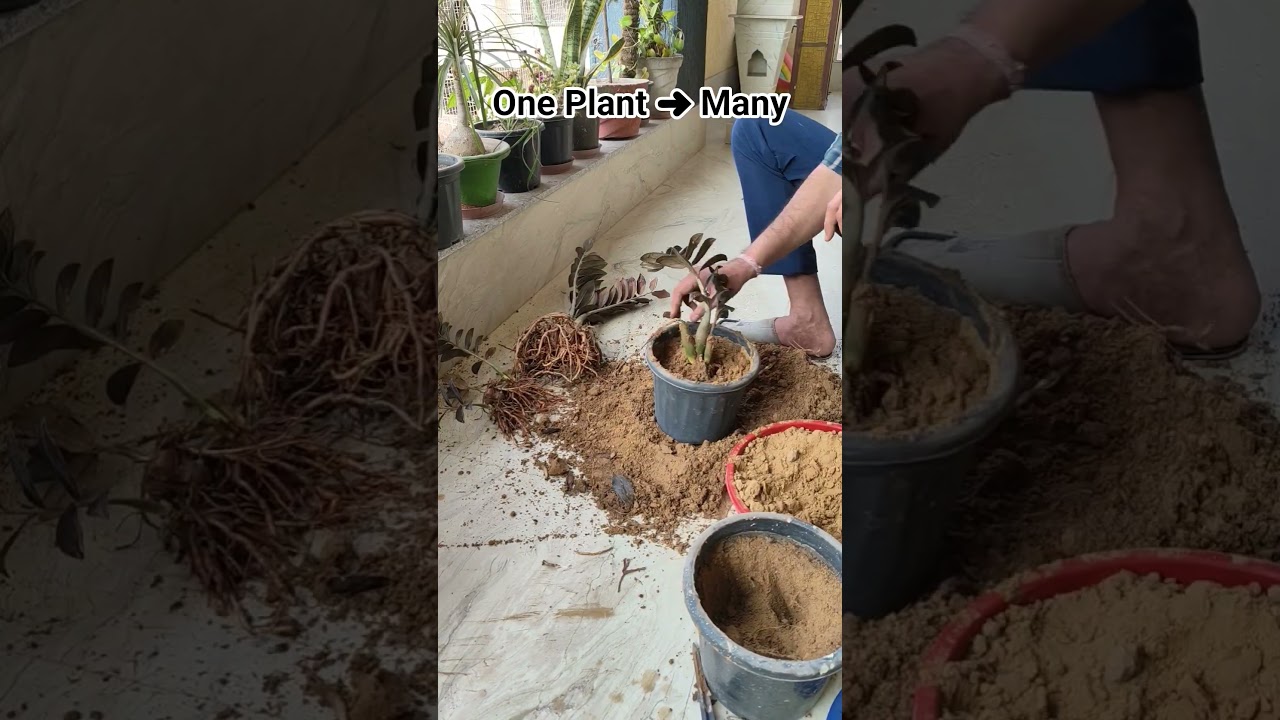 ⭐ Multiply ZZ Plant from One Plant | Repotting & Easy Propagation 🌿✨