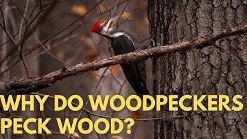 Why Do Woodpeckers Peck Wood?