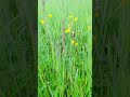 #nomowmay We haven’t mowed the grounds during May to encourage beautiful wildflowers & nature.