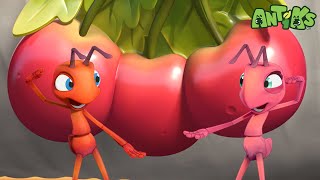 Berry Attractive 🍒 ANTIKS | Moonbug Kids - Funny Cartoons and Animation