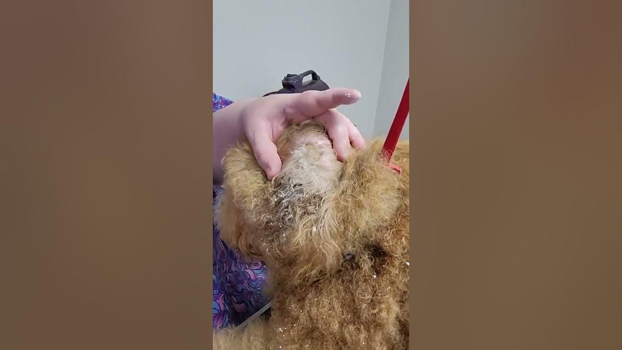 How to PLUCK and CLEAN your dogs ears YouTube