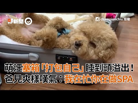 把自己塞進行李箱打包睡覺！爽到頭都溢出來了...爸嘆：我在忙你在SPA｜爽歪歪｜