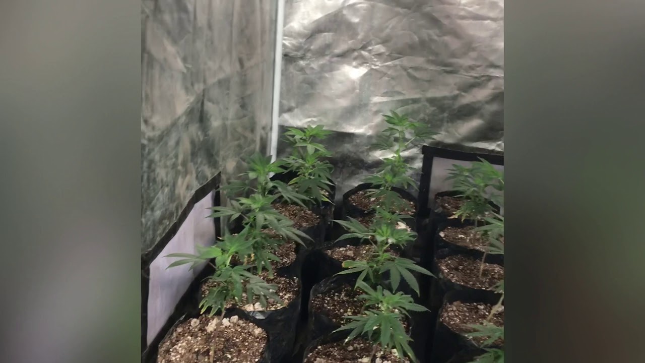 New cycle in my 4x4 600w hps grow tent GG#4
