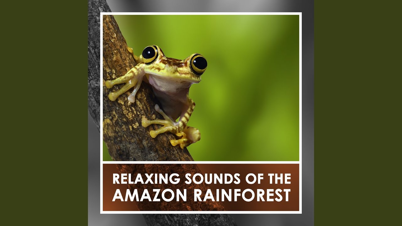 Obejrzyj Rainforest Symphony w YouTube Obejrzyj Rainforest Symphony w YouTube