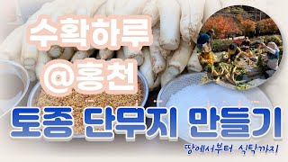[전통 단무지 만드는 방법]수확하루@홍천 백이동골