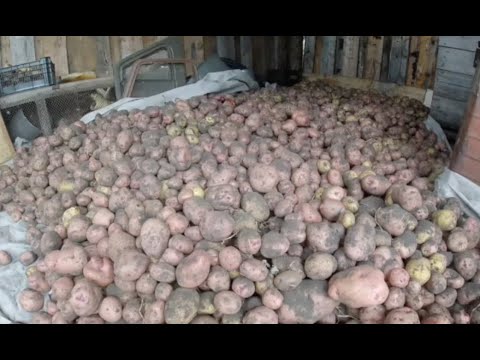 Video: Тоок карынчалары бар картошка кастрюль
