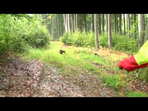 Barbara Schfers Hundeschule - Schweiarbeit mit Tir...