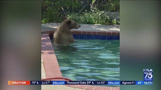 Bear swims in La Cañada Flintridge swimming pool