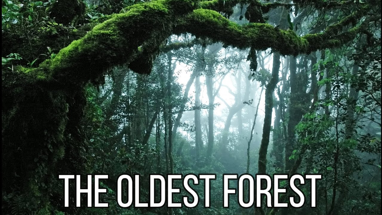 Which Is The Oldest Forest In India?