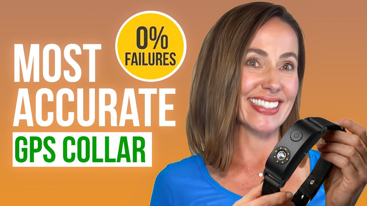 Обзор GPS-ошейника SpotOn 2026: стоит ли покупать ошейник Nova?