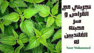 تجربتي مع القراص و سر محبه الفلنديين له