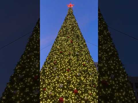 Video: Vánoční stromky a sváteční osvětlení v San Franciscu