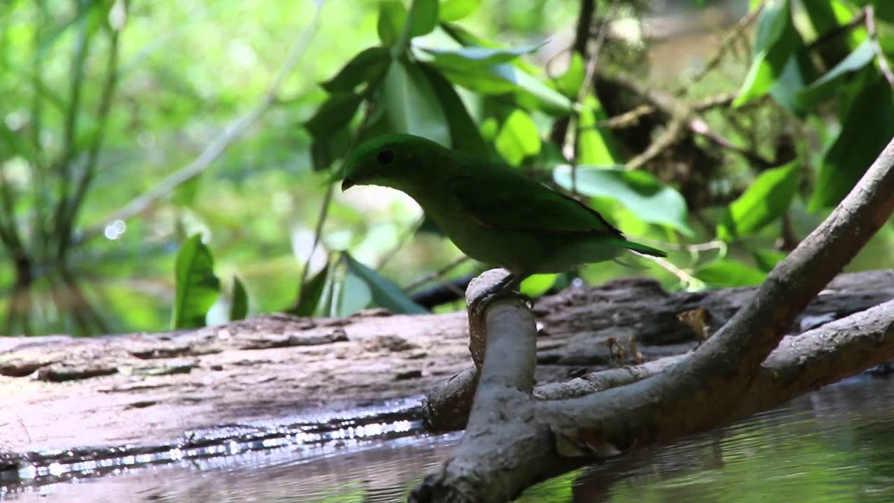 Green Broadbill (Calyptomena viridis) 