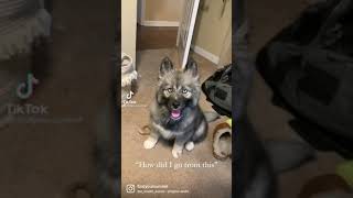 Husky puppy turn in to the wolf #shorts #husky