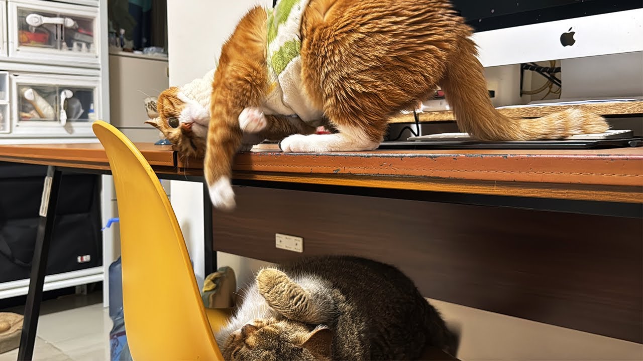 “麻麻不在家，我就是大王！”