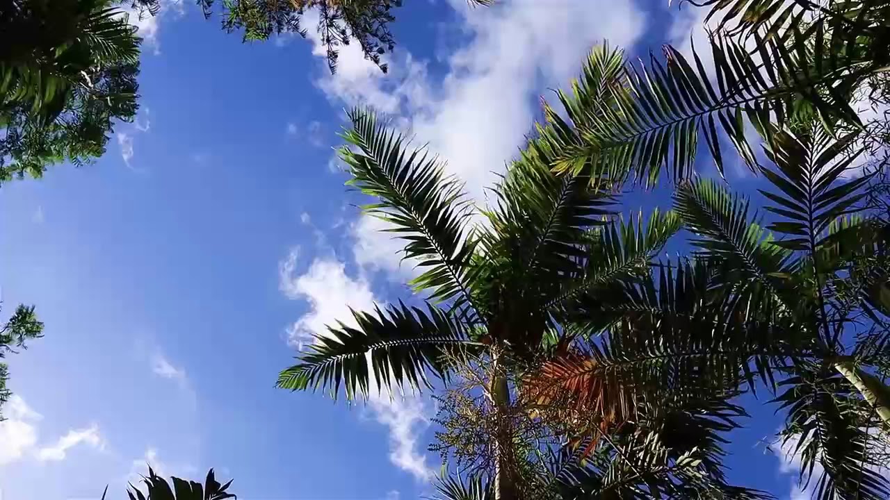 footage pohon alam HD -no copyright