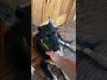 Luna, the young German Shepherd #dog