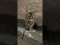 مقطع متداول  أثار غضب الأردنيين، بعد ظهور كلاب تهاجم قطة مرضعة، بينما صاحبها يمسكها ويصوّر المشهد.