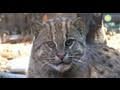 view Lek the Fishing Cat Gets a New Home digital asset number 1