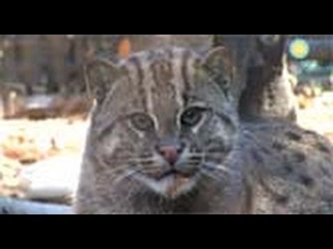 Lek the Fishing Cat Gets a New Home 