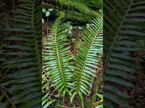 🌿420 million year old species!🌿The fern has an ancient history #ferns #ancient #nature #forest #moss