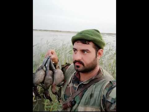 صيد الطيور الخضيري والبربش و امجامل 