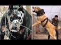 12 Most Illegal Dog Breeds In Action !