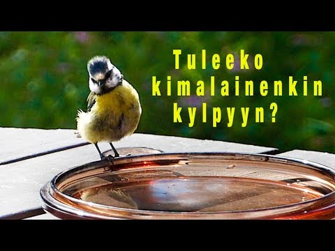 Video: Miksi Lintu On Nimeltään Muscovy Tit