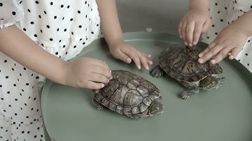 How to Treat Shell Rot in Turtles at Home: Easy Steps!