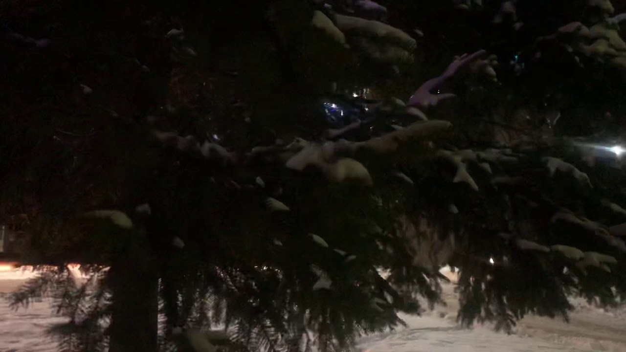 Футаж « Ветки живой елки, колышущиеся от ветра» - YouTube