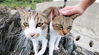 【猫兄弟】岩礁にピョンと飛び移り、海を眺めながらお散歩する猫達