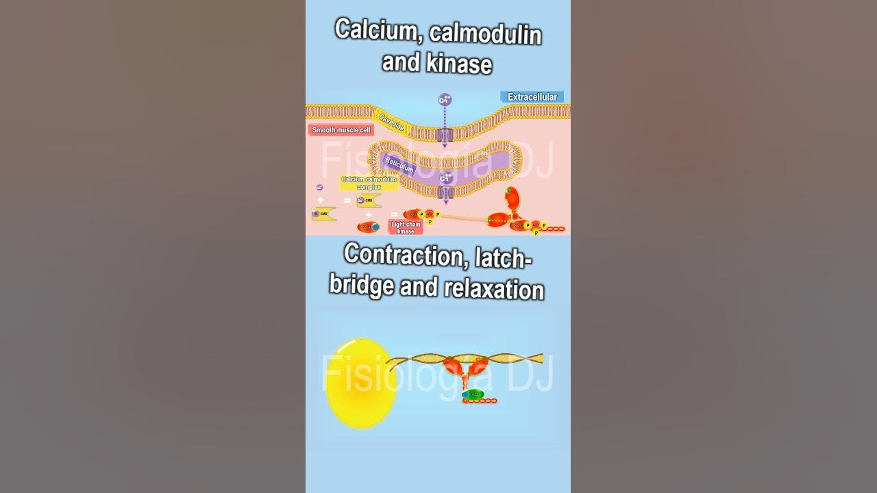 Smooth muscle contraction Smooth muscle contraction physiology Latch bridge and relaxation