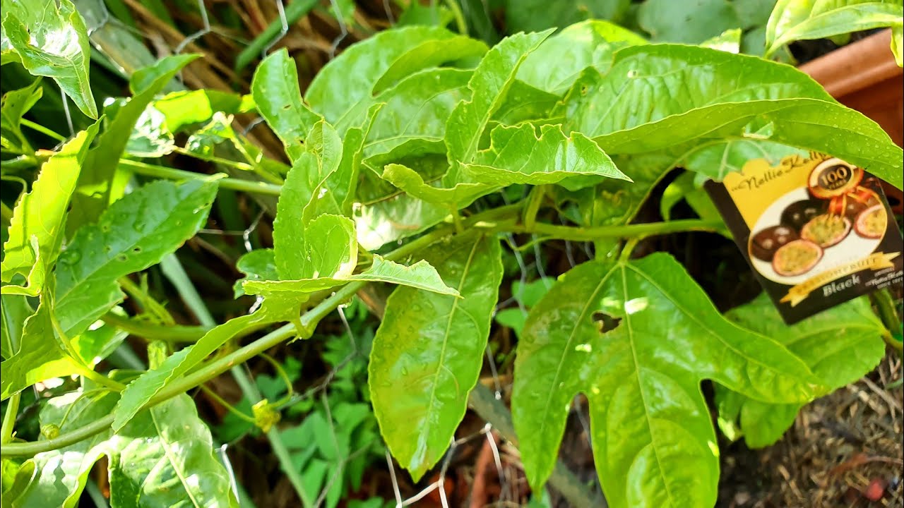 My Three Passionfruit VINES YouTube