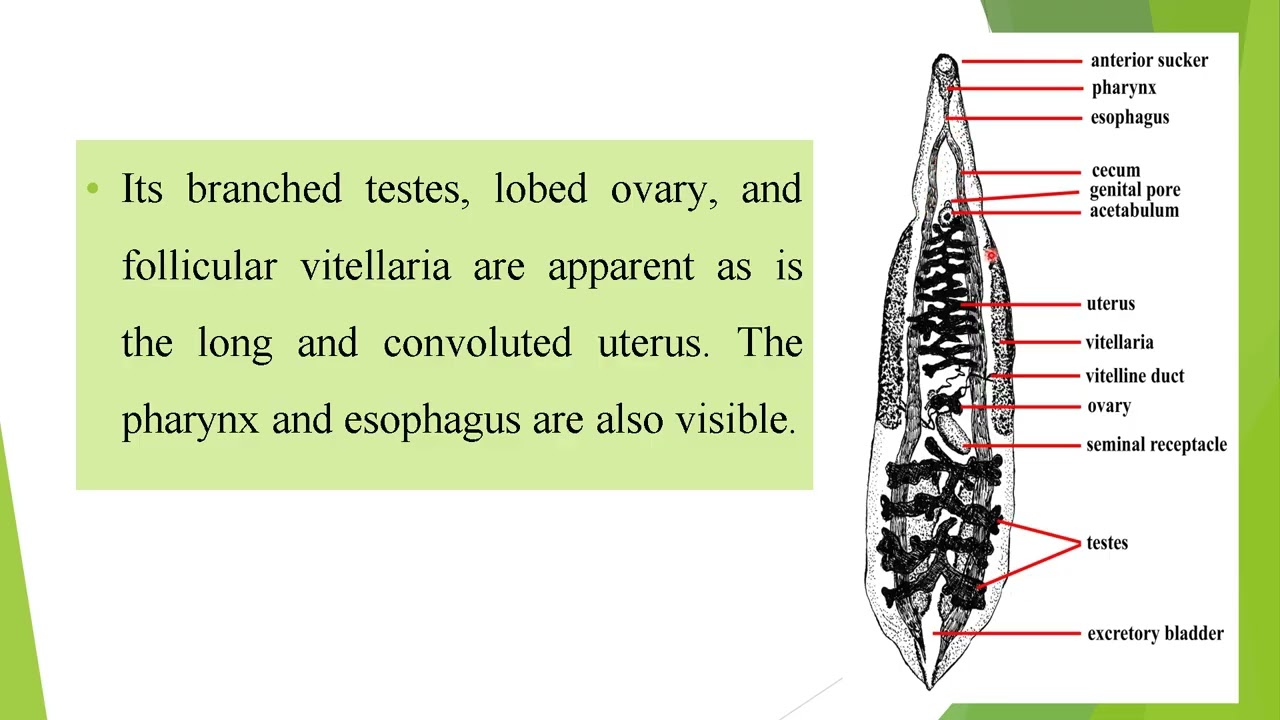 مختبر باراسايت 13