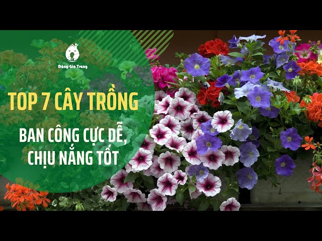 Top 20 Cây Trồng Ban Công Chịu Nặng Tốt, Dễ Chăm Sóc