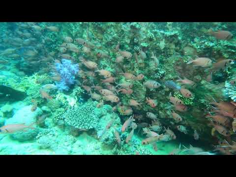Barge Gubal Island Red Sea 120325 