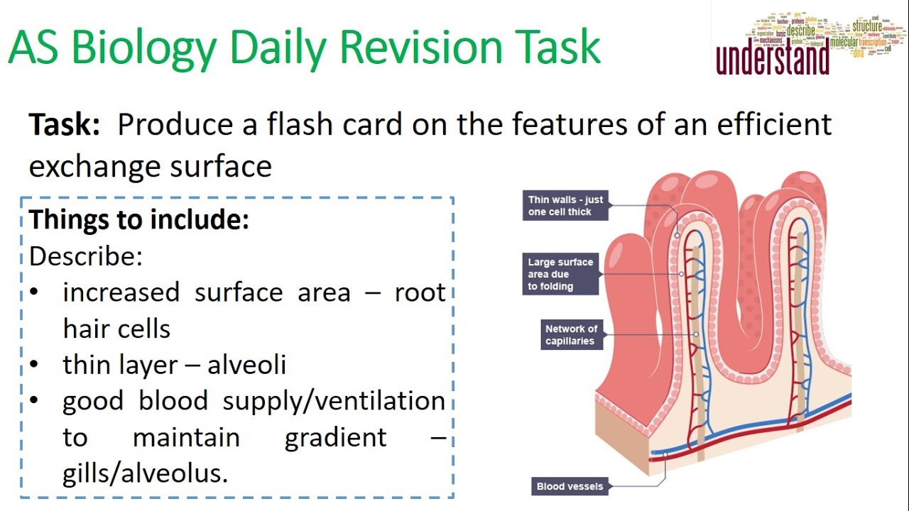 AS Biology Daily Revision Task 62: Exchange Surfaces video phone beyonce mp3