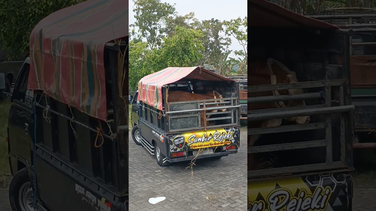 6 Ekor pedet super menuju grabag Magelang !!