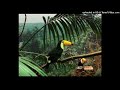 talinwya + kelewya + jungle type beat - tropical wind (anyproblems + 16purpp)
